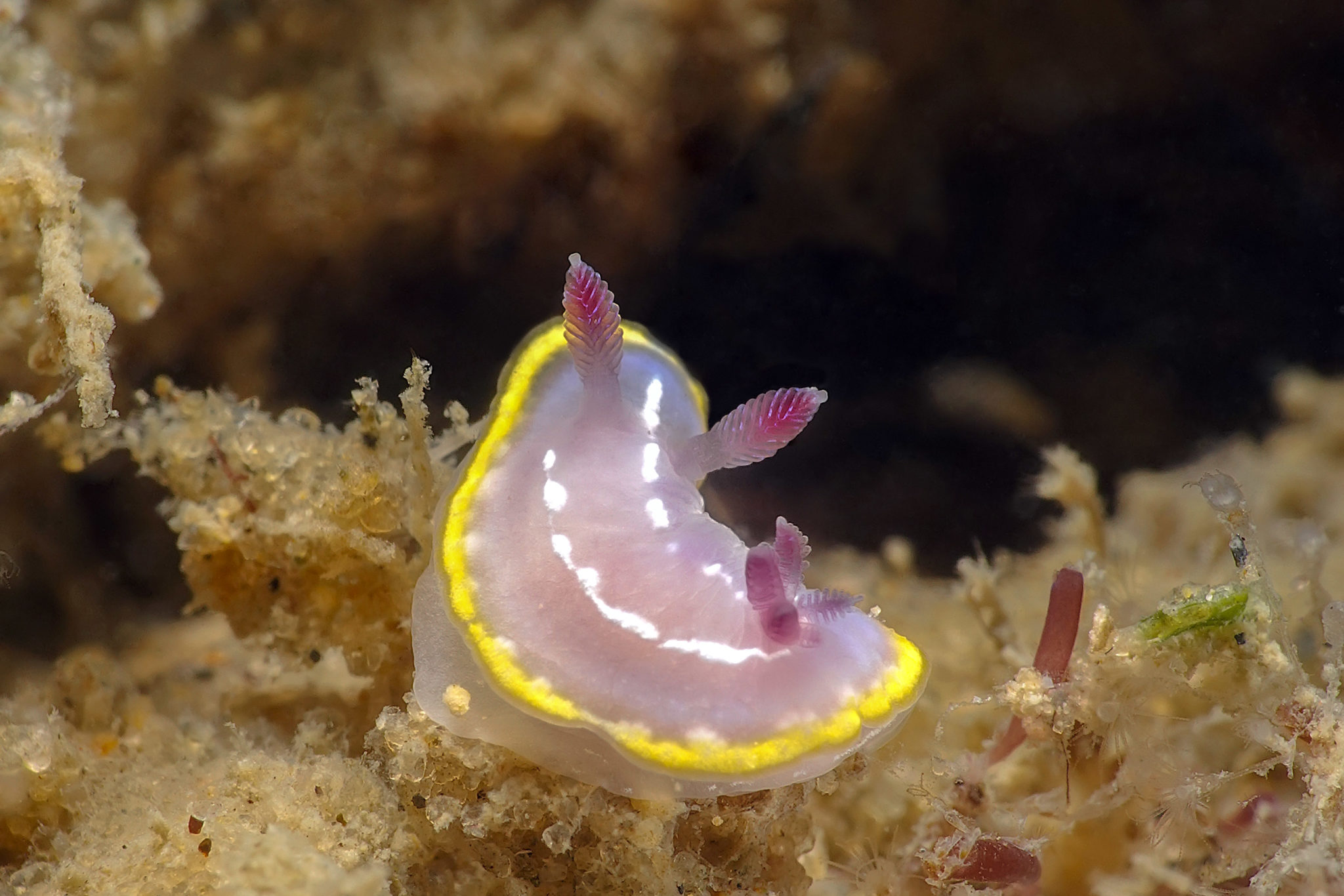 Limaces De Mer Frederic Lamothe