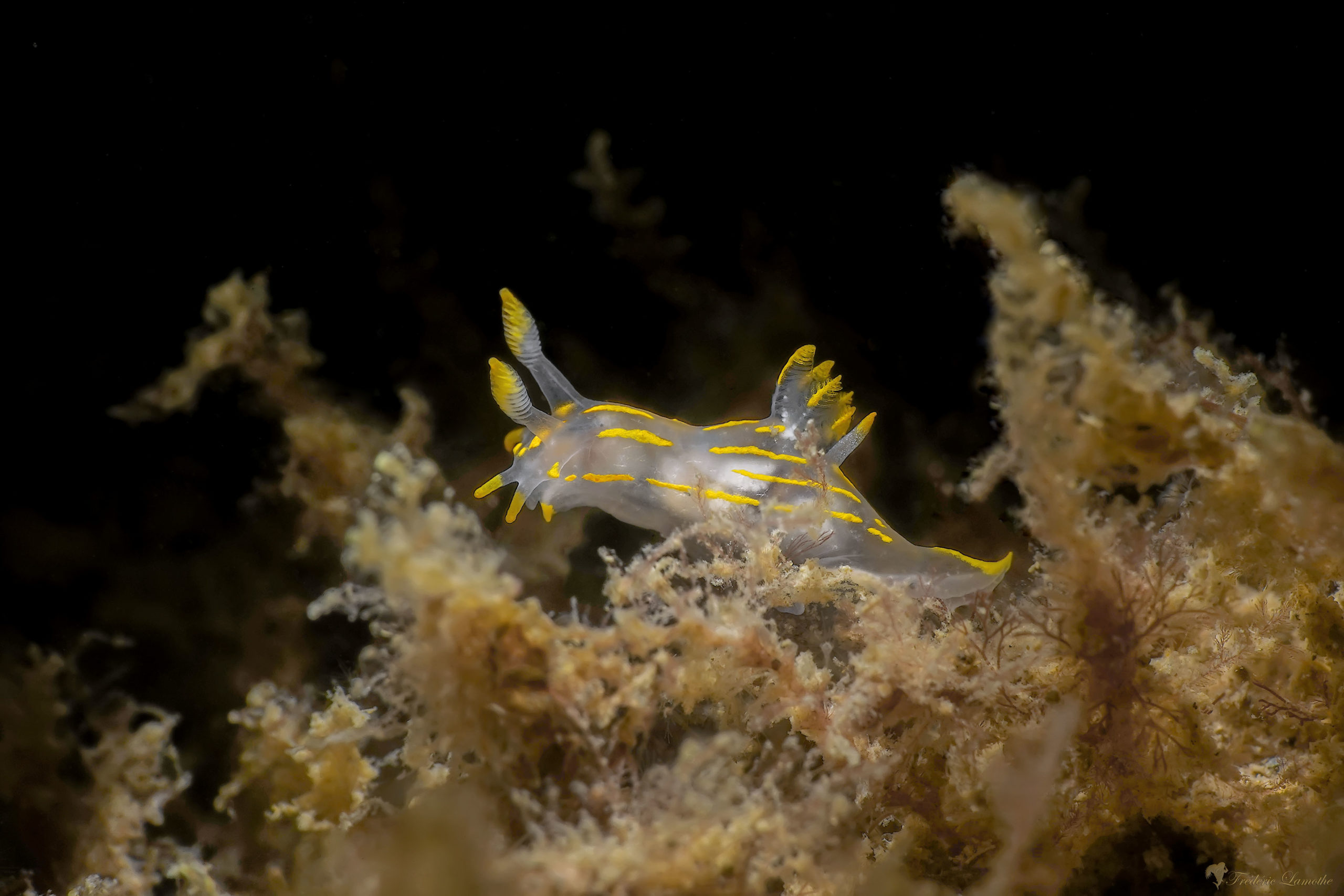 Polycera Quadrilineata Transparence - Frederic Lamothe